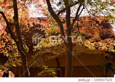 公園の東屋にかかる紅葉 公園の東屋にかかる紅葉 109857520