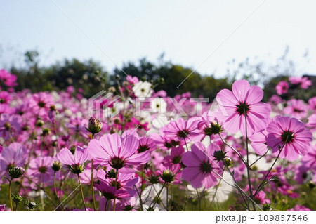 2023木田郡三木町田中のコスモス畑4 109857546
