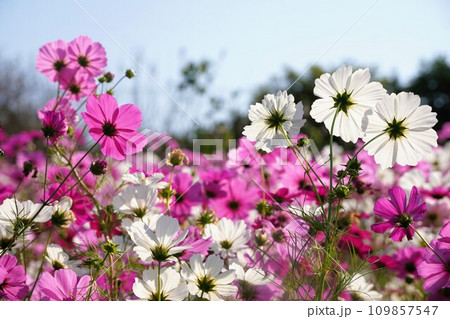 2023木田郡三木町田中のコスモス畑3 2023木田郡三木町田中のコスモス畑3 109857547
