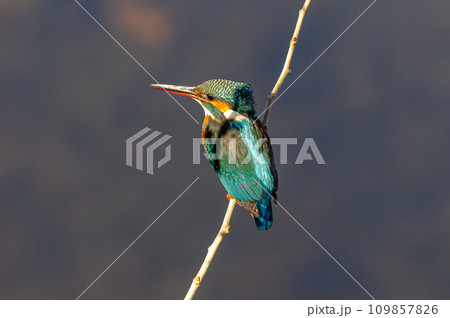 カワセミ 109857826