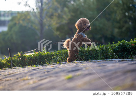 犬 狗 わんこ 109857889