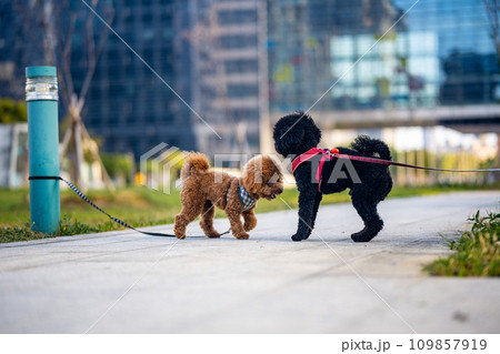 犬 狗 わんこ 109857919
