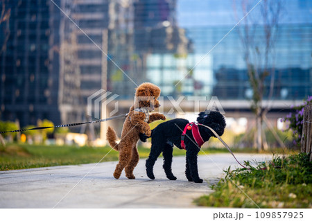犬 狗 わんこ 109857925