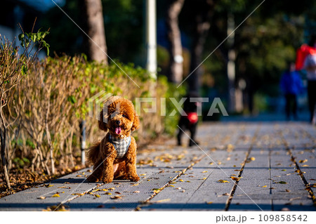 犬 狗 わんこ 109858542