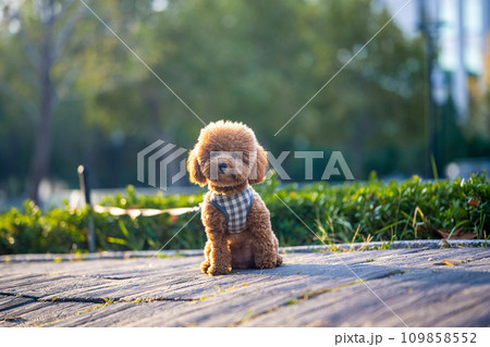 犬 狗 わんこ 109858552