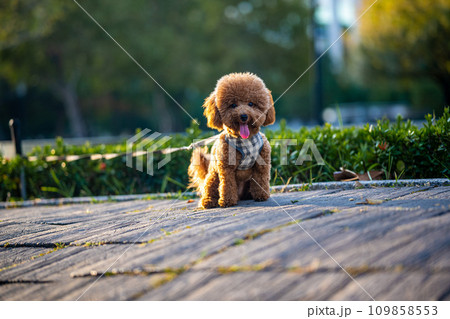 犬 狗 わんこ 109858553