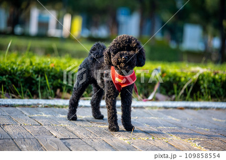 犬 狗 わんこ 109858554