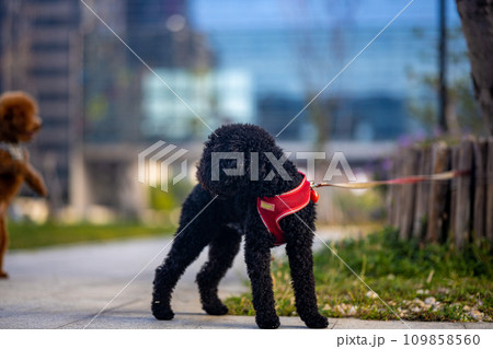 犬 狗 わんこ 109858560