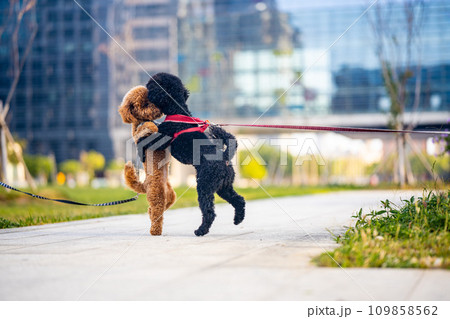 犬 狗 わんこ 109858562