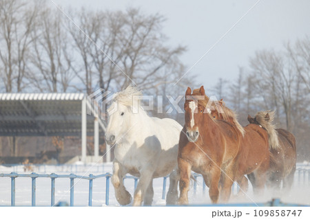 真冬の馬追い 真冬の馬追い 109858747