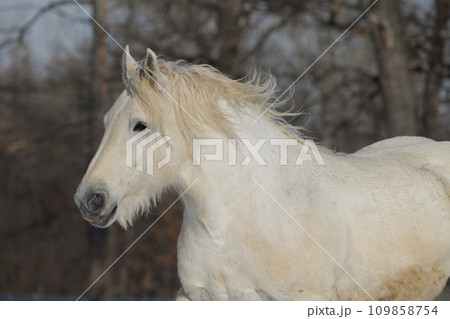 真冬の馬追い  109858754