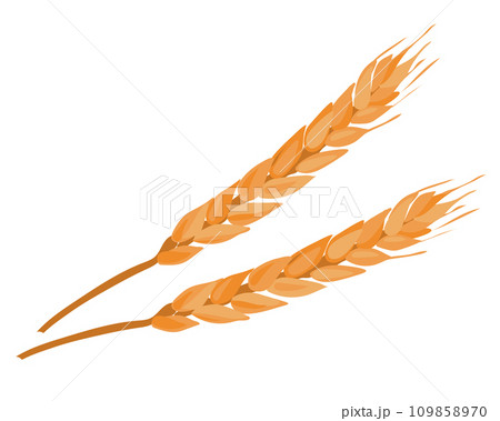 Ear of wheat on a white background. Stock vector illustration. Ripe grains, farm harvest. Ear of wheat on a white background. Stock vector illustration. Ripe grains, farm harvest. 109858970