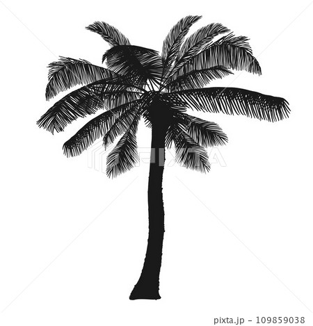Black palm tree vector clipart on a white background Black palm tree vector clipart on a white background 109859038