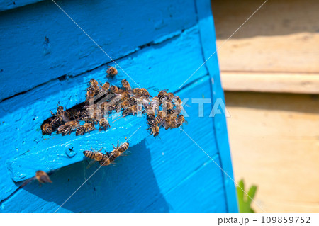 Swarming bees at the entrance of old beehive in apiary.. Swarming bees at the entrance of old beehive in apiary.. 109859752