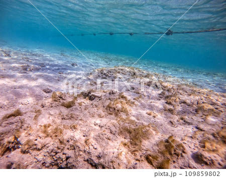 Harlequin prawn goby known as Cryptocentrus caeruleopunctatus underwater in the Red Sea, Egypt.. Harlequin prawn goby known as Cryptocentrus caeruleopunctatus underwater in the Red Sea, Egypt.. 109859802