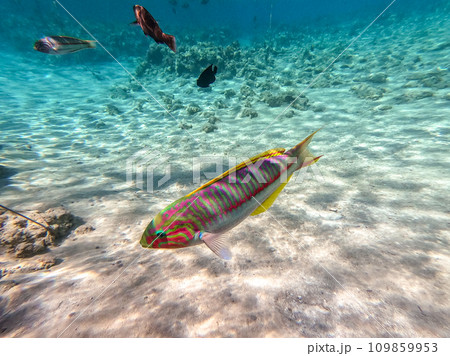 Klunzinger's wrasse (Thalassoma rueppellii) at coral reef of the Red Sea.. 109859953