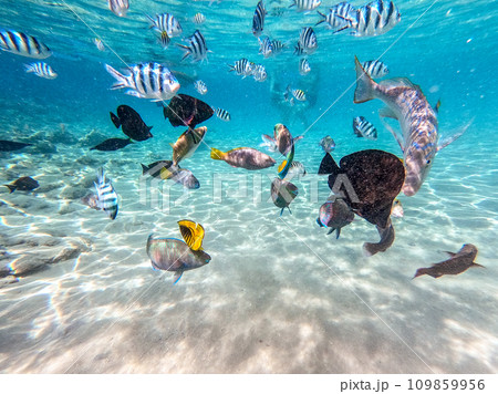 Shoal of differend kinds of the fish - sailfin tang, Longnose Parrotfish, Picasso trigger, Birdmouth wrasse, Klunzinger's wrasse and other tropical fish swimming at the coral reef in the Red Sea, Shoal of differend kinds of the fish - sailfin tang, Longnose Parrotfish, Picasso trigger, Birdmouth wrasse, Klunzinger's wrasse and other tropical fish swimming at the coral reef in the Red Sea, 109859956