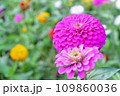 ピンクのヒャクニチソウ 109860036