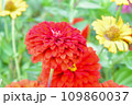 赤いヒャクニチソウ 109860037