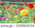 ヒャクニチソウのガーデン 109860038