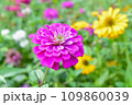 ヒャクニチソウのクローズアップ 109860039