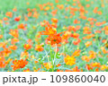 キバナコスモスのガーデン 109860040