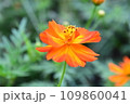 キバナコスモスのクローズアップ 109860041