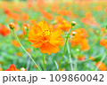 オレンジ色のキバナコスモス 109860042