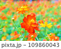 キバナコスモスのクローズアップ 109860043