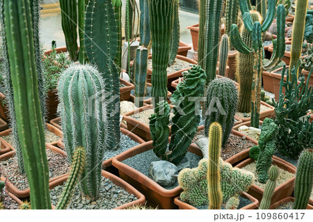 Variety of cactus. Beautiful green background of decorative succulent plants in neutral colors. 109860417