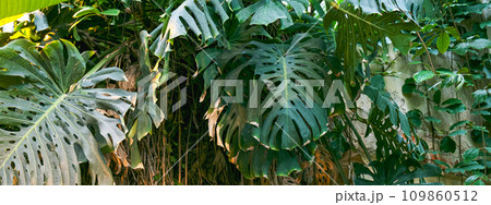 monstera leaves in the jungle. Banner. 109860512