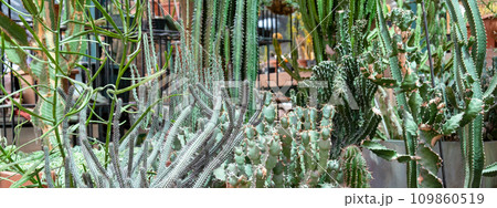 Variety of cactus. Beautiful green background of decorative succulent plants in neutral colors. Variety of cactus. Beautiful green background of decorative succulent plants in neutral colors. 109860519