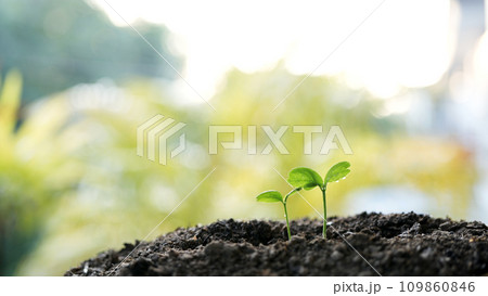 small plant sapling growing tree sprout closeup small plant sapling growing tree sprout closeup 109860846