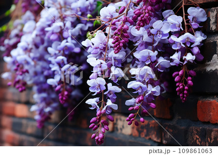 Blooming wisteria on a brick wall, idea for a card with congratulations on International Women's Day, spring holidays Blooming wisteria on a brick wall, idea for a card with congratulations on International Women's Day, spring holidays 109861063