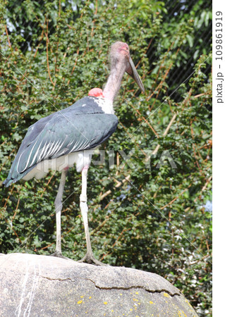 Marabou (Leptoptilos crumeniferus) Marabou (Leptoptilos crumeniferus) 109861919
