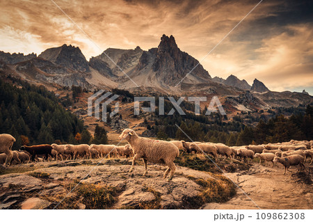 Flock of sheep walking through rock hill on pasture with Main De Crepin peak in Claree valley on autumn Flock of sheep walking through rock hill on pasture with Main De Crepin peak in Claree valley on autumn 109862308