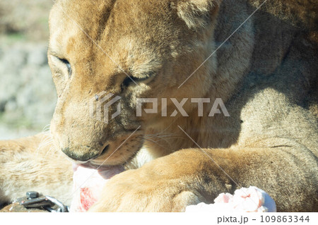 骨をかじるライオン 骨をかじるライオン 109863344