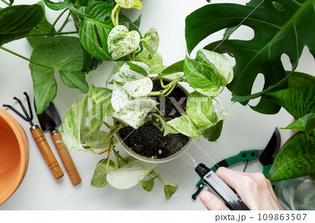 Woman water from a spray bottle plants in flowerpots. Woman caring for house plant. Concept of home garden. Taking care of home plants. Top view 109863507