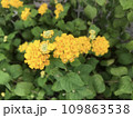 yellow flowers in the garden 109863538
