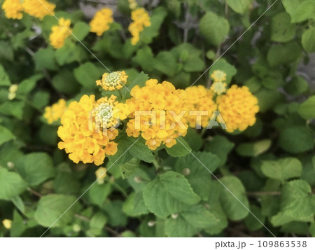 yellow flowers in the garden yellow flowers in the garden 109863538