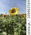 sunflower on blue sky background 109863569