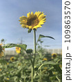 sunflower on blue sky background 109863570