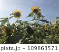 sunflower on blue sky background 109863571