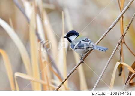 葦に止まるシジュウカラ 葦に止まるシジュウカラ 109864458