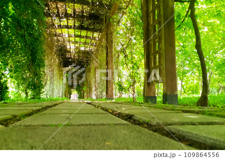 Garden alley with a roof and shrouded in vines and other plants. Concept of garden exterior design to create the magic of a walk and the atmosphere of a fairy tale, getting inspiration, tourism place Garden alley with a roof and shrouded in vines and other plants. Concept of garden exterior design to create the magic of a walk and the atmosphere of a fairy tale, getting inspiration, tourism place 109864556