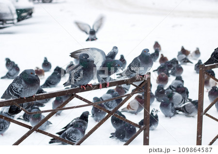 Pigeons on the fence in the snow Pigeons on the fence in the snow 109864587