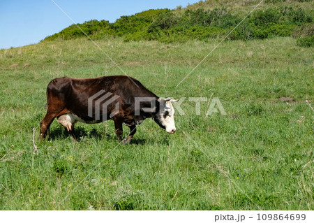 A brown cow with a large udder grazes in a meadow on a summer sunny day A brown cow with a large udder grazes in a meadow on a summer sunny day 109864699