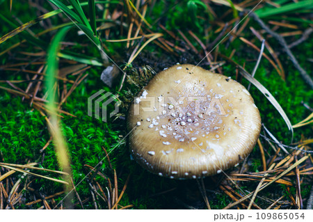 Amanita Pantherina, Known as the Panther Cap, False Blusher and Panther Amanita Amanita Pantherina, Known as the Panther Cap, False Blusher and Panther Amanita 109865054