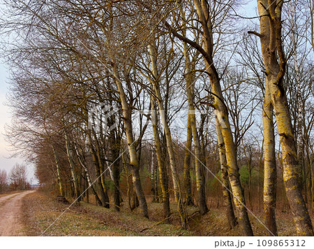 A clear blue sky forms the backdrop for a forest scene with tall, white-barked trees. A clear blue sky forms the backdrop for a forest scene with tall, white-barked trees. 109865312