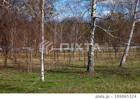 Birches near the alley with the names of abandoned villages in the Chernobyl nuclear disaster zone. Birches near the alley with the names of abandoned villages in the Chernobyl nuclear disaster zone. 109865324